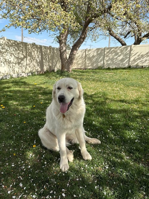 MISS MAGGIE - Great Pyrenees available for adoption