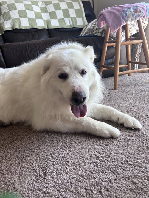 DAKOTA/KOTA - Great Pyrenees available for adoption