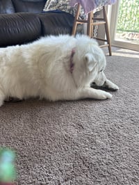 Dakota/Kota - Photo 3