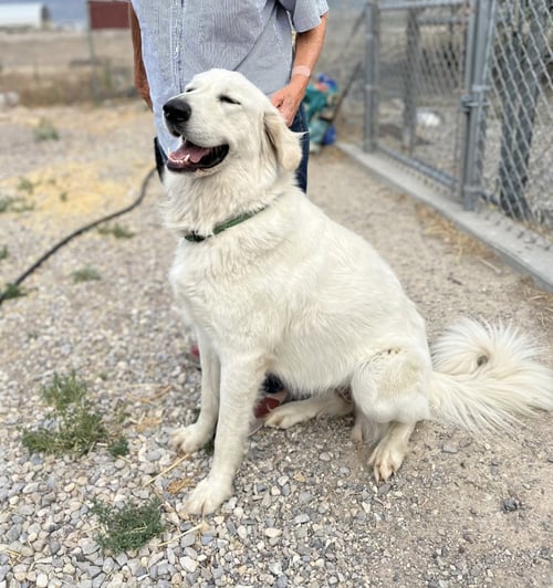 PRINCESS - Great Pyrenees available for adoption