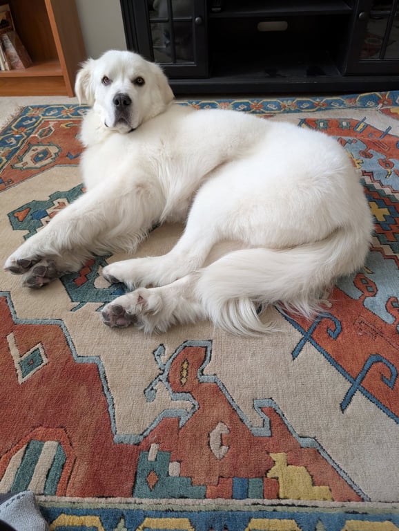 Miss Lucy Image