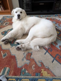 Miss Lucy - Photo 1