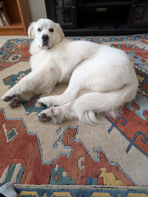 MISS LUCY - Great Pyrenees available for adoption
