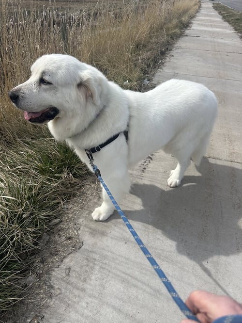 MISS LUCY - Great Pyrenees available for adoption