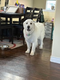 Miss Lucy - Photo 4