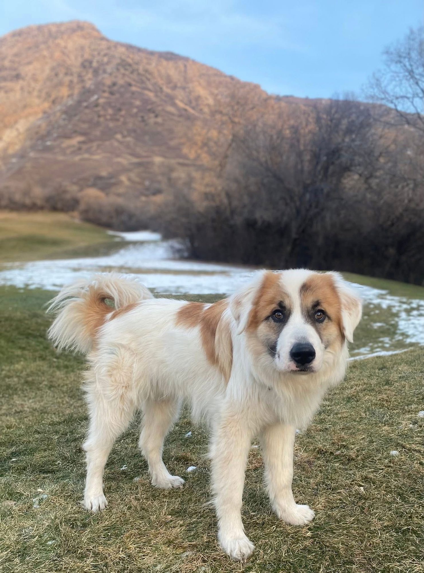 MAVERICK - Great Pyrenees available for adoption