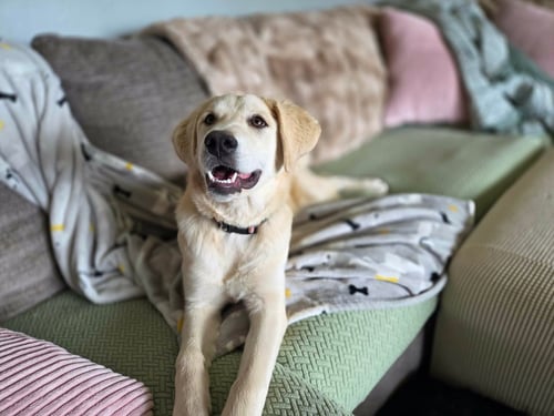 AMBROSIA - Great Pyrenees / Labrador Retriever available for adoption