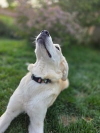Ambrosia - Photo 4