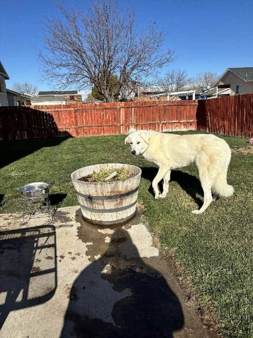 NOEL - Akbash / Great Pyrenees available for adoption