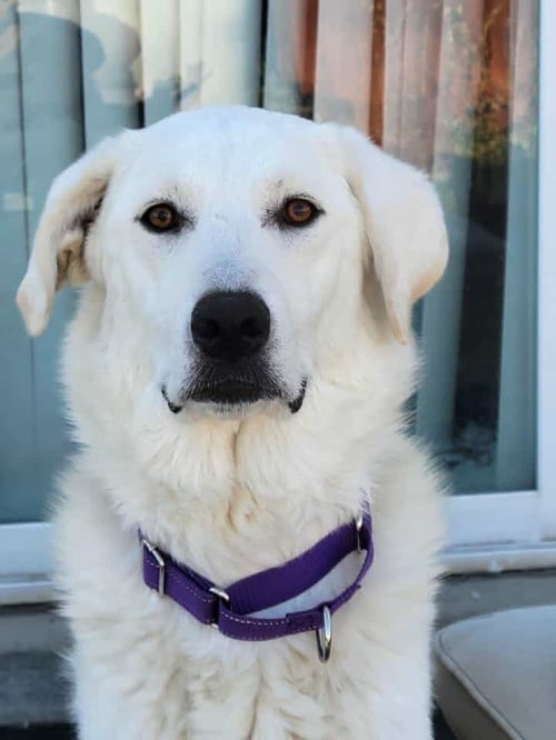 NOEL - Akbash / Great Pyrenees available for adoption