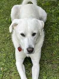 Savannah - Photo 1