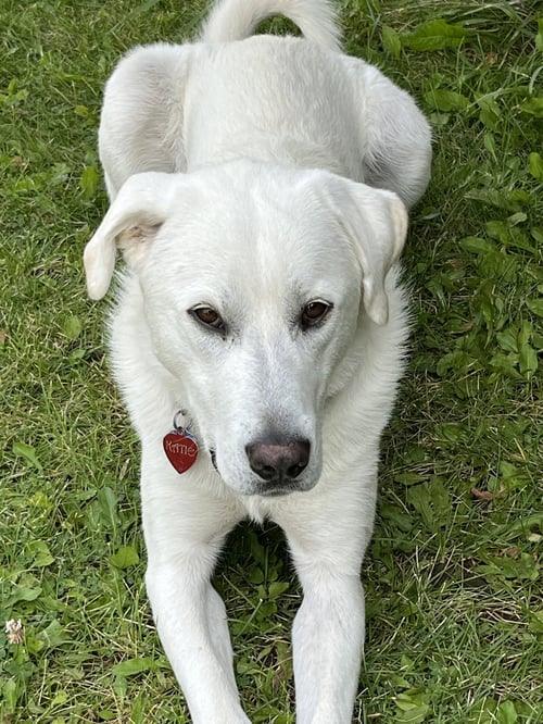 SAVANNAH - Great Pyrenees / Akbash for adoption in Ogden