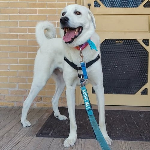 BO - Akbash / Great Pyrenees available for adoption