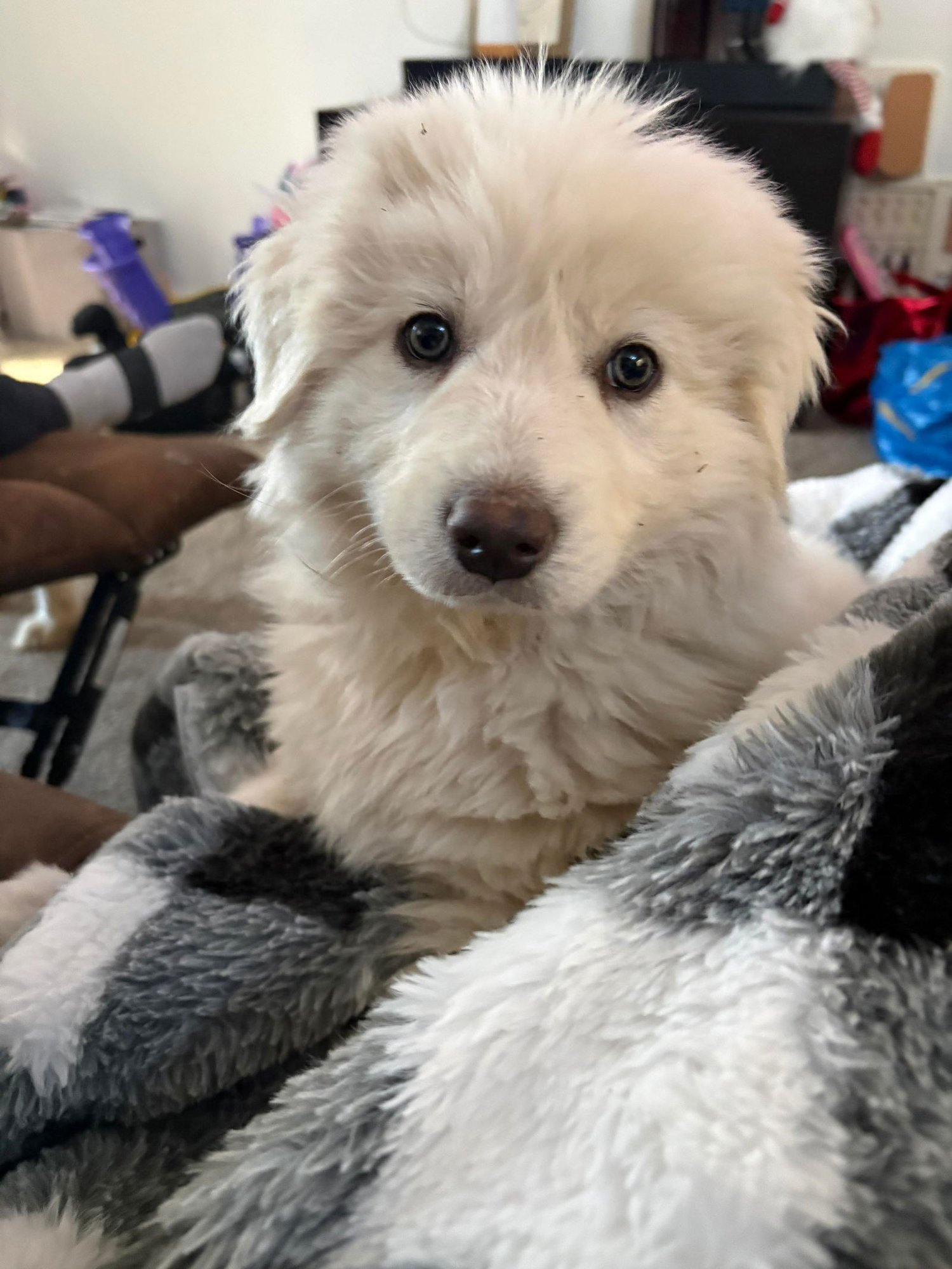 ALEX - Great Pyrenees available for adoption