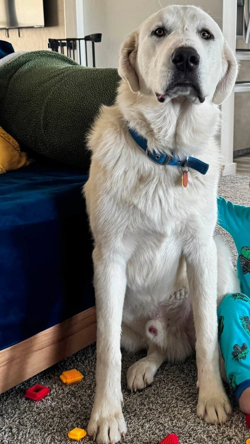 GHOST - Great Pyrenees / Akbash available for adoption