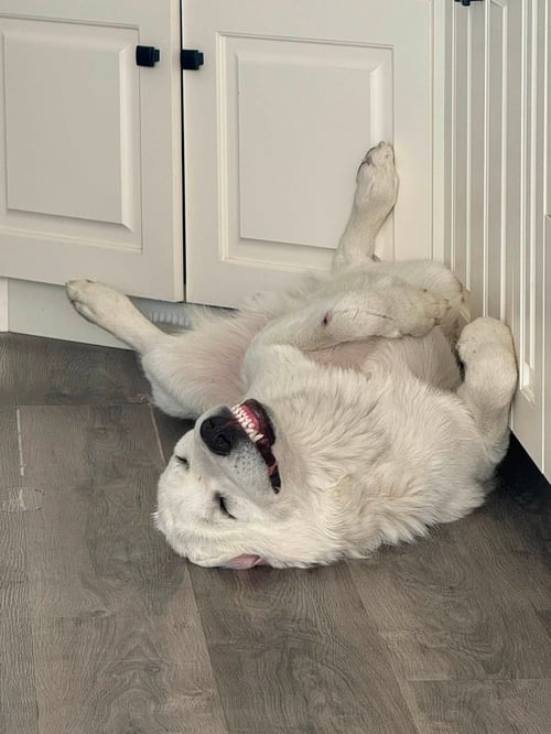 GHOST - Great Pyrenees / Akbash available for adoption