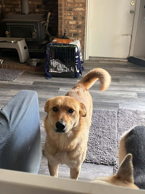 CINNAMON - Great Pyrenees / German Shepherd Dog available for adoption