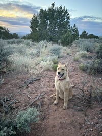 Cinnamon - Photo 2