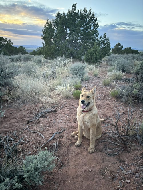 CINNAMON - Great Pyrenees / German Shepherd Dog available for adoption