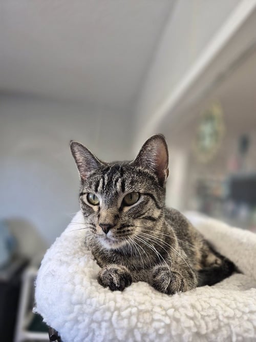 DAYS - Domestic Short Hair available for adoption
