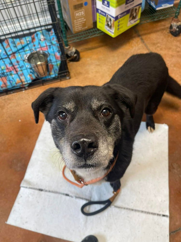 BLAZE - Labrador Retriever for adoption in Springfield