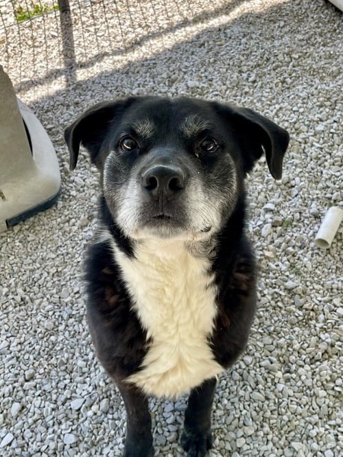 BLAZE - Labrador Retriever available for adoption