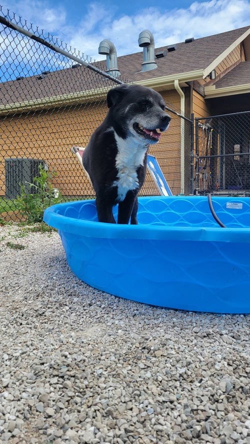 BLAZE - Labrador Retriever available for adoption