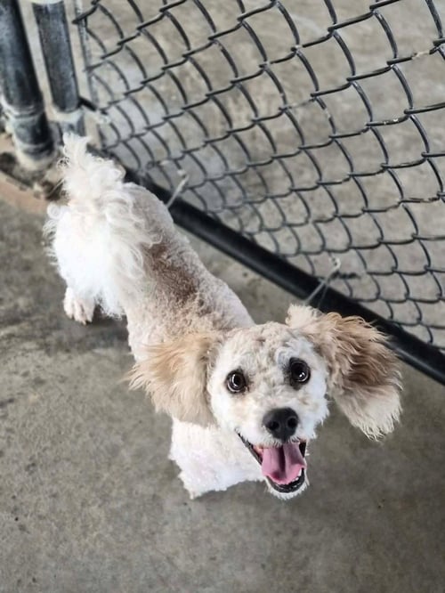 CHIP - Poodle (unknown type) available for adoption