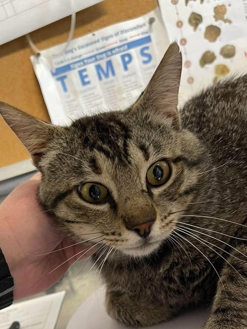 SARGE - Domestic Medium Hair available for adoption