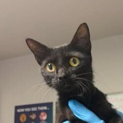 BRANDY - Domestic Short Hair available for adoption