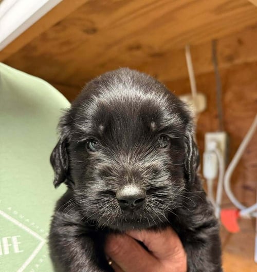 BUCKINGHAM - Golden Retriever / English Mastiff for adoption in Springfield