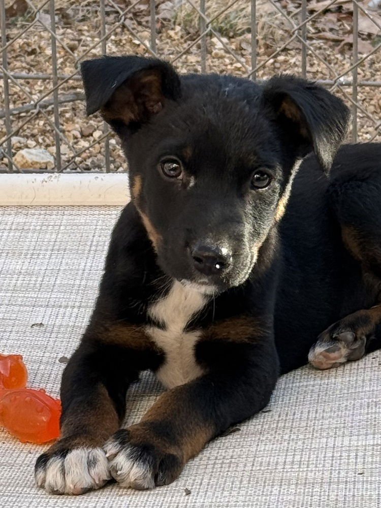 DOMINIQUE - Australian Shepherd / Shepherd available for adoption