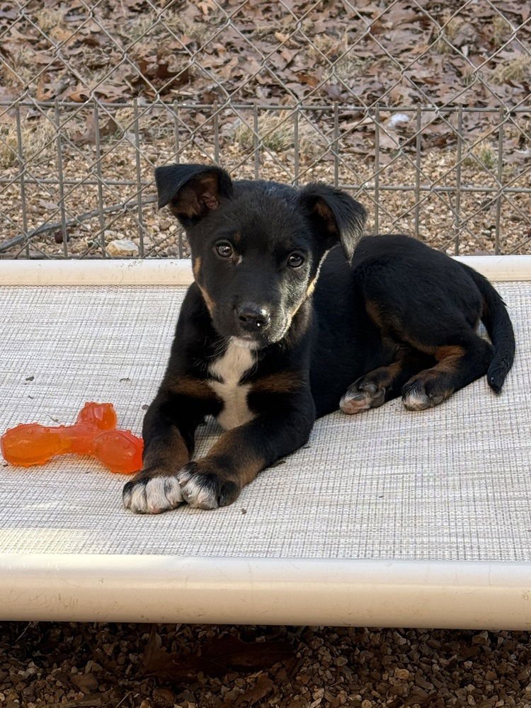 DOMINIQUE - Australian Shepherd / Shepherd available for adoption