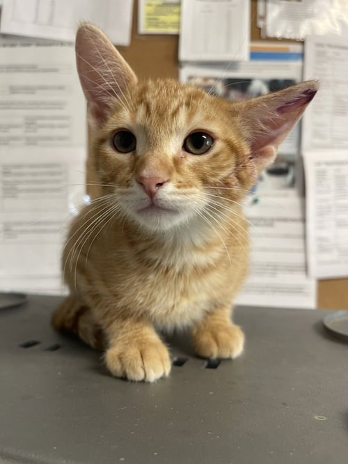 LAZARUS - Domestic Short Hair available for adoption
