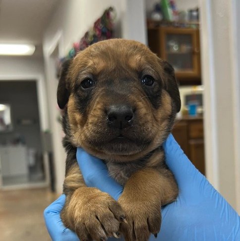 SELKIE - Australian Cattle Dog/Blue Heeler / Labrador Retriever available for adoption
