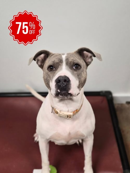 THORN - Pit Bull Terrier available for adoption