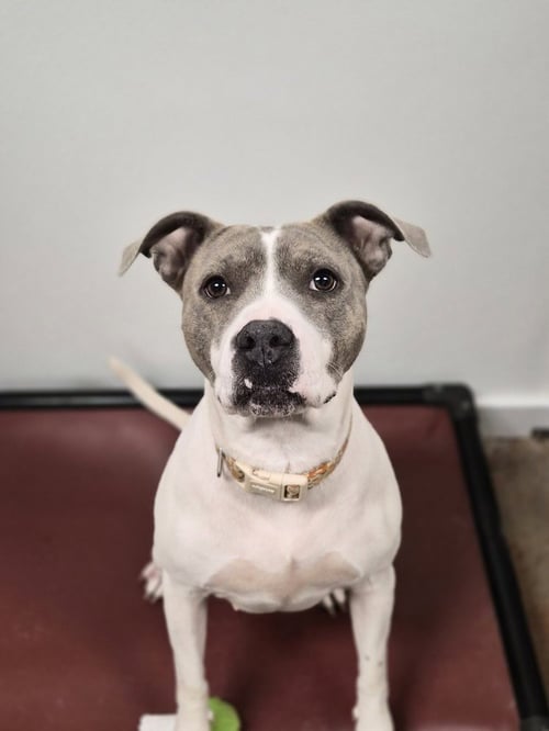 THORN - Pit Bull Terrier available for adoption