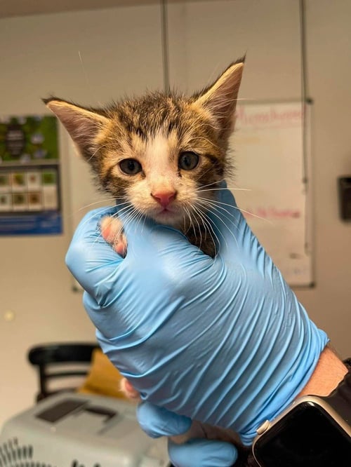 FRIDAY - Domestic Short Hair available for adoption