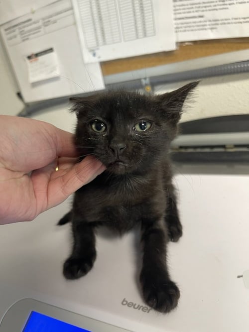 GIGI - Domestic Short Hair available for adoption
