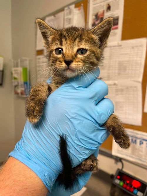 MONDAY - Domestic Short Hair available for adoption