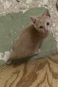 Peanut Butter - Photo 1