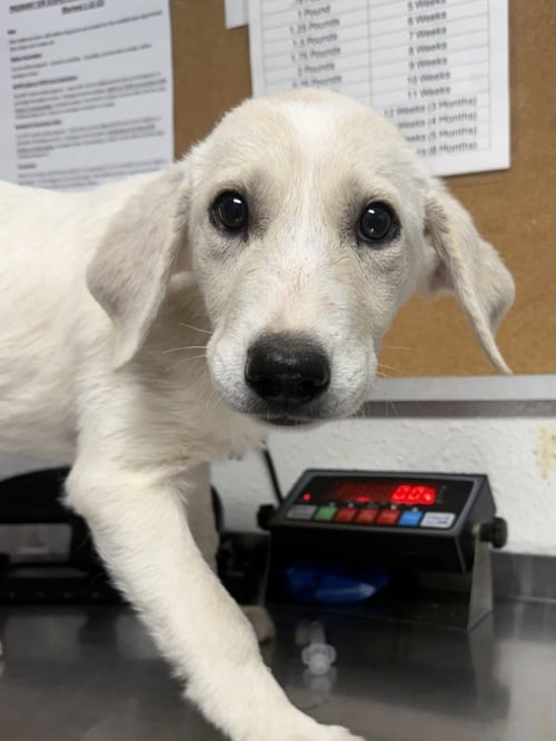 PAINT - Great Pyrenees available for adoption