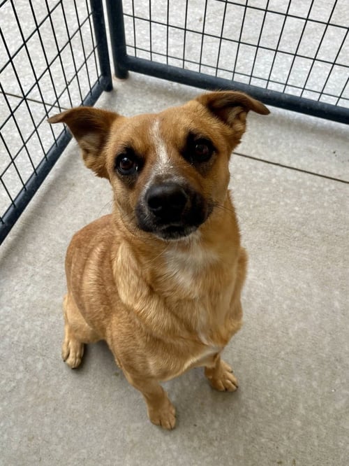 GABE - Australian Cattle Dog/Blue Heeler available for adoption