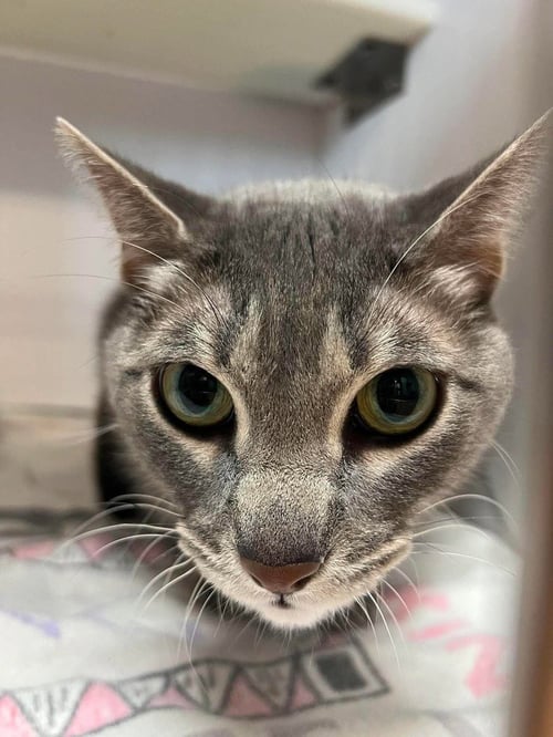 PRECIOUS - Domestic Short Hair available for adoption