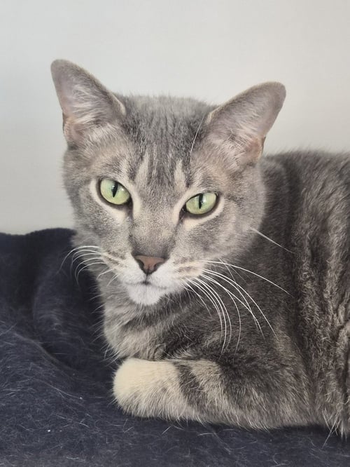PRECIOUS - Domestic Short Hair available for adoption