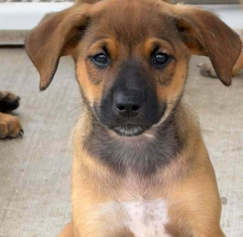 DAISY DUCK - Bluetick Coonhound available for adoption