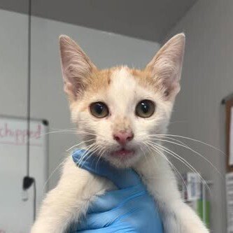 GOURD - Domestic Short Hair available for adoption
