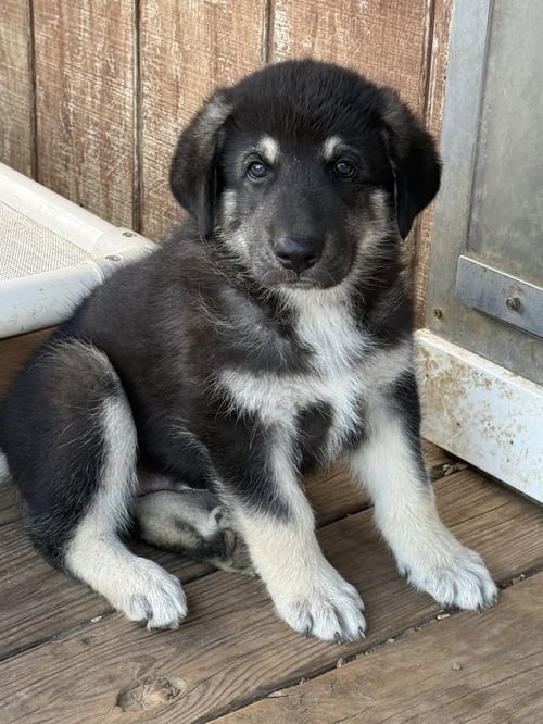 TIMBUKTU - German Shepherd Dog available for adoption