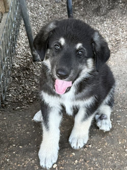 TIMBUKTU - German Shepherd Dog available for adoption