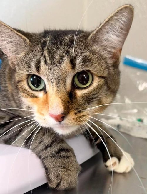 DAMASK - Domestic Short Hair available for adoption